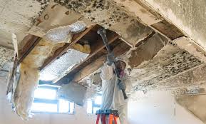 Mold Documentation for Insurance Claims in North Oaks, MN